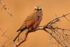 Coracias naevius mosambicus