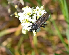 Empis ciliata