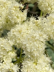 Eriogonum compositum compositum