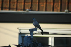 Streptopelia decaocto