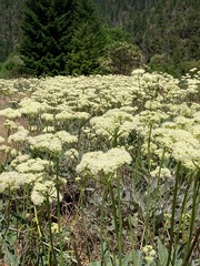 Eriogonum compositum compositum