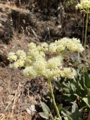 Eriogonum compositum compositum