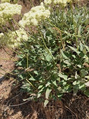 Eriogonum compositum compositum
