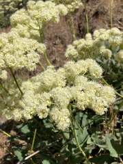 Eriogonum compositum compositum