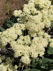 Eriogonum compositum compositum