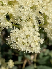 Eriogonum compositum compositum