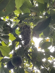 Psaltriparus minimus