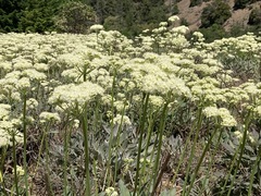 Eriogonum compositum compositum