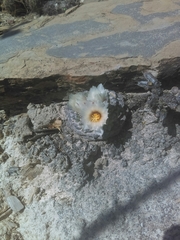 Strombocactus disciformis disciformis