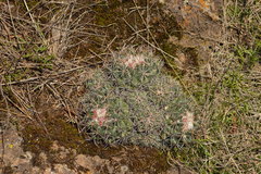 Coryphantha pycnacantha