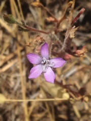 Gilia nevinii