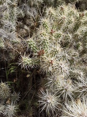 Cylindropuntia multigeniculata