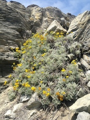 Constancea nevinii
