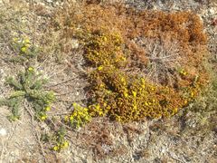 Deinandra clementina