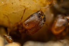 Pheidole cerebrosior