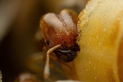 Pheidole cerebrosior