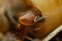 Pheidole cerebrosior