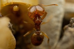 Pheidole cerebrosior