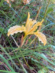 Iris innominata