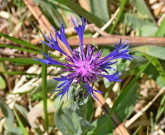 Centaurea napulifera tuberosa