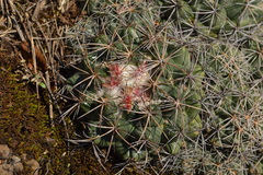 Coryphantha pycnacantha