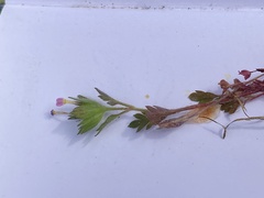 Collomia heterophylla