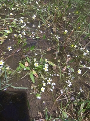 Ranunculus saniculifolius