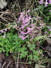 Corydalis decumbens
