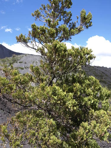 Austrocedrus