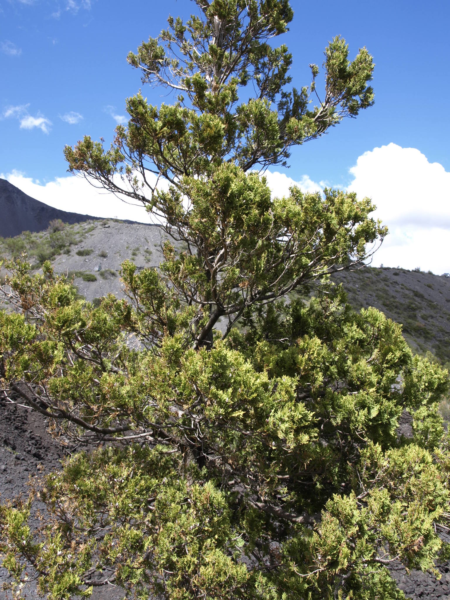 Austrocedrus