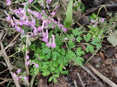 Corydalis decumbens
