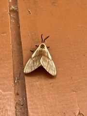 Anaphe venata