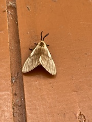 Anaphe venata
