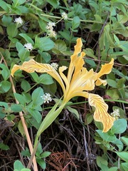 Iris innominata