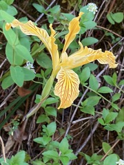 Iris innominata