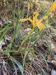 Iris innominata