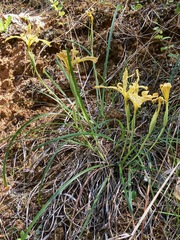 Iris innominata