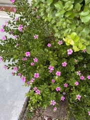 Catharanthus roseus image
