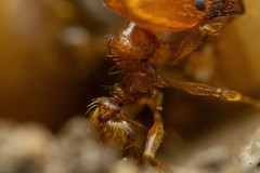 Pheidole cerebrosior