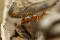 Pheidole cerebrosior