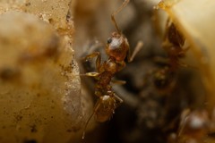 Pheidole cerebrosior