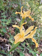 Iris innominata