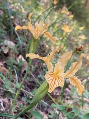 Iris innominata