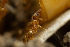Pheidole cerebrosior