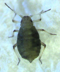 Neophyllaphis totarae