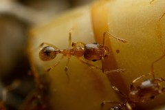 Pheidole cerebrosior