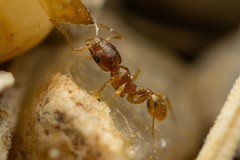 Pheidole cerebrosior