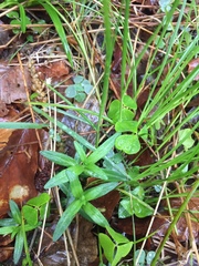 Veronica scutellata