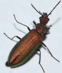 Lobonyx aeneus