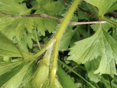 Ranunculus chinensis